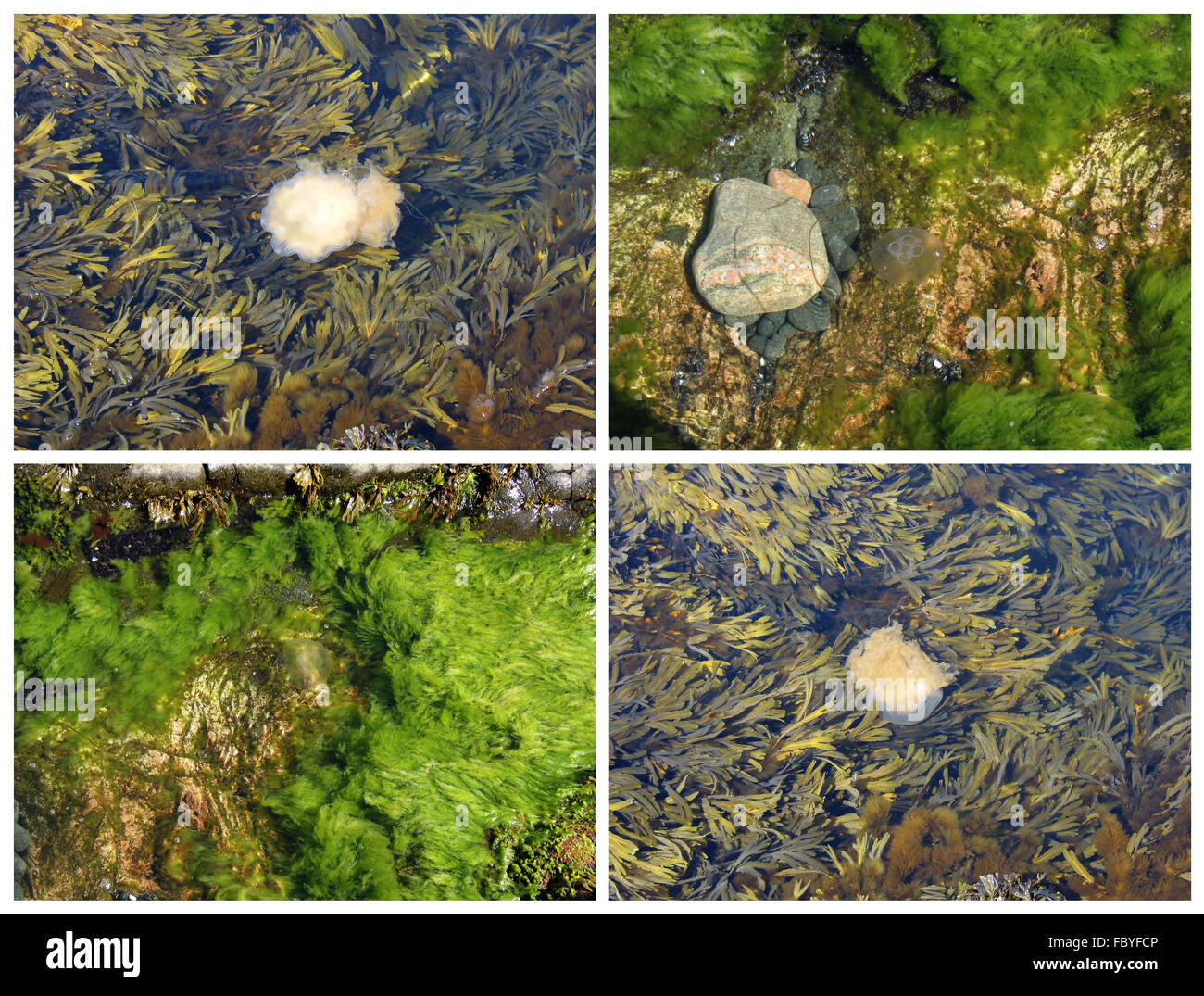 Alghe e meduse in acqua poco profonda Foto Stock