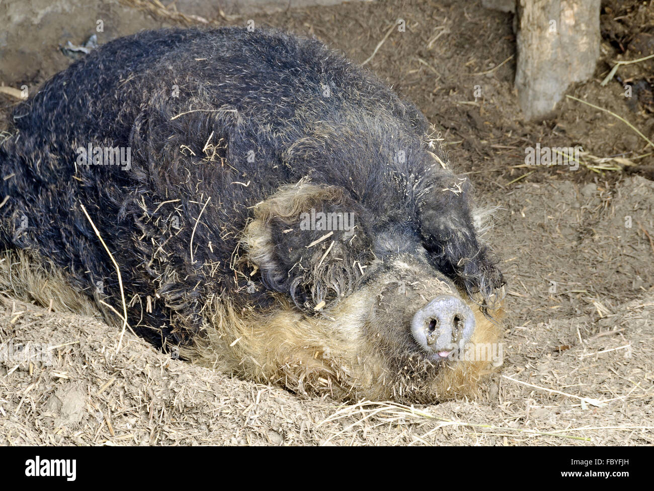 Sleeping ungherese di maiale nebulose Foto Stock
