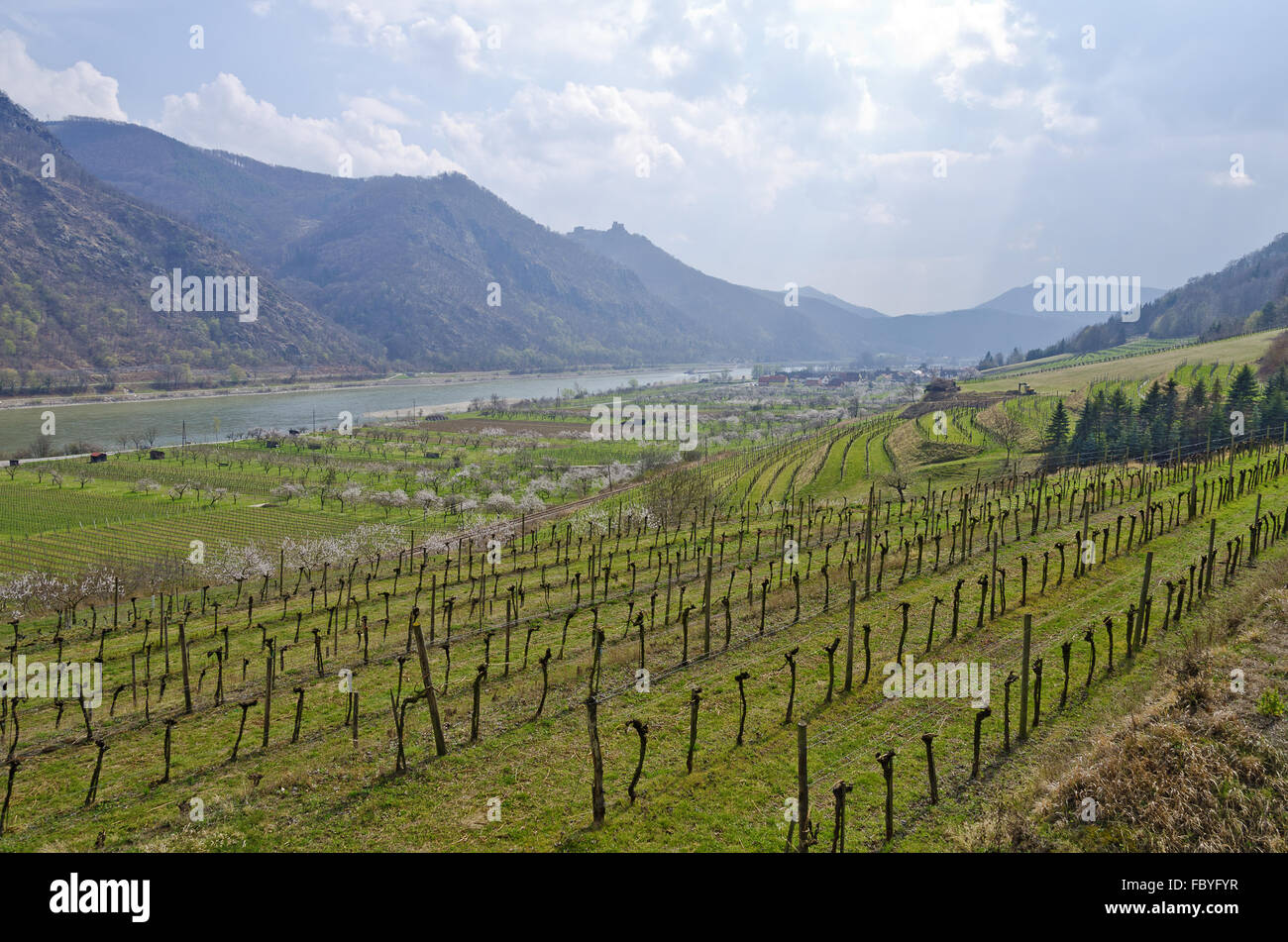 Valle del Danubio in primavera con vigneti Foto Stock