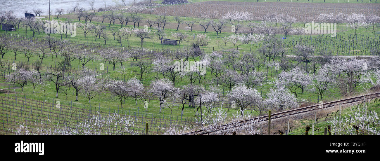 Valle del Danubio in primavera Foto Stock