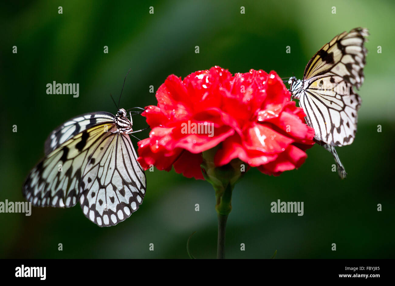 Zwei Schmetterlinge Foto Stock
