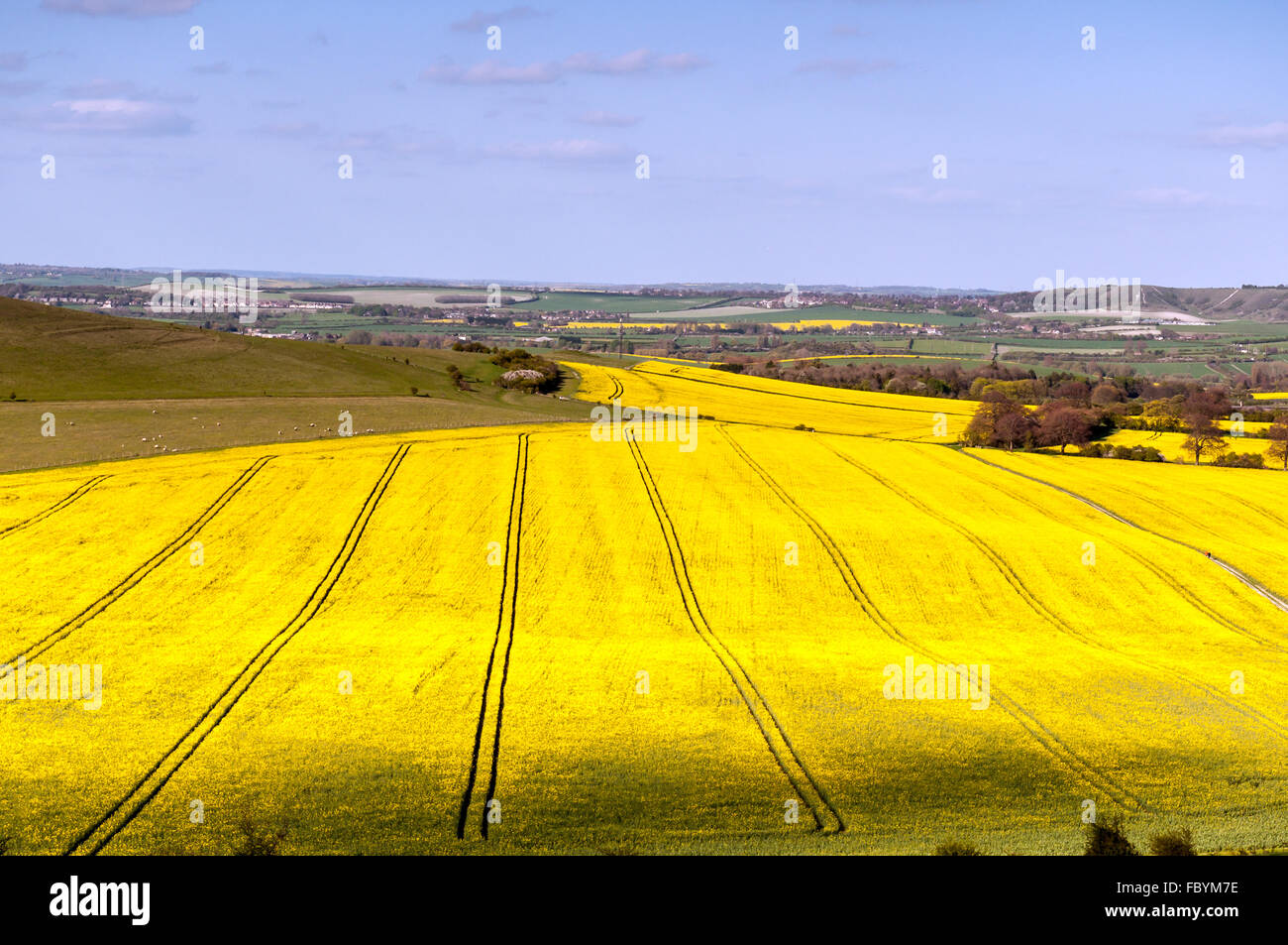 Raccolto di colza in fiore Foto Stock