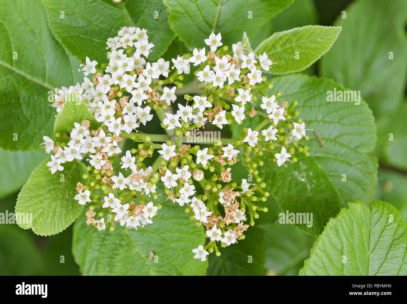 Boccola con poco bianco fiorisce Foto Stock