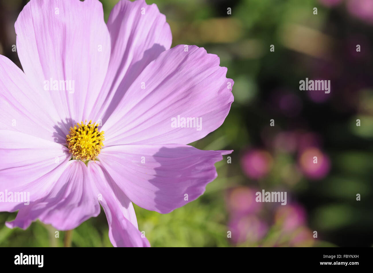 Aster Foto Stock