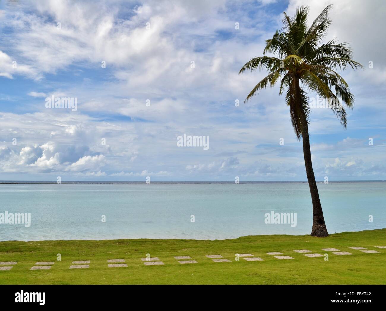 Palm tree sul Pacifico tropicale isola di Guam. Foto Stock