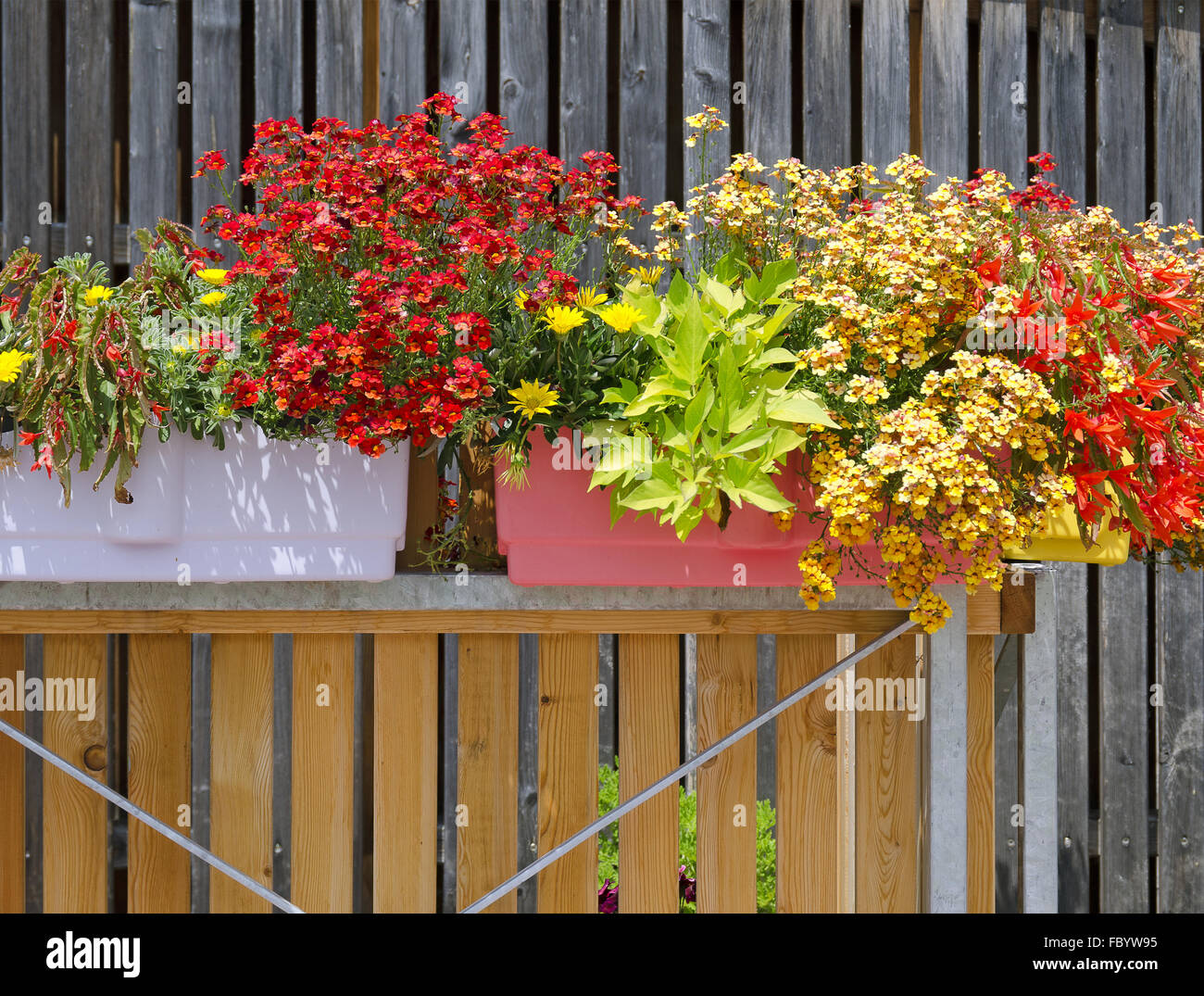 Piante in fiore a un balcone Foto Stock