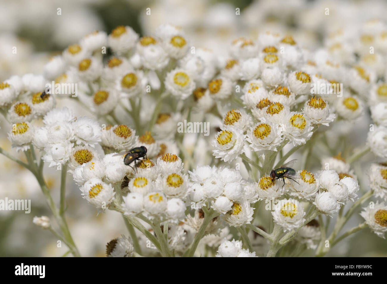 Aster dumosus Foto Stock