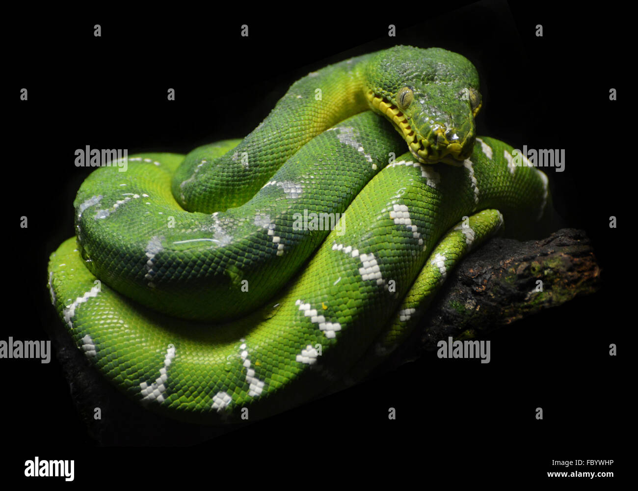 Il Green Tree Python (Morelia viridis), un serpente nativo del Pacifico e del sud-est asiatico Foto Stock