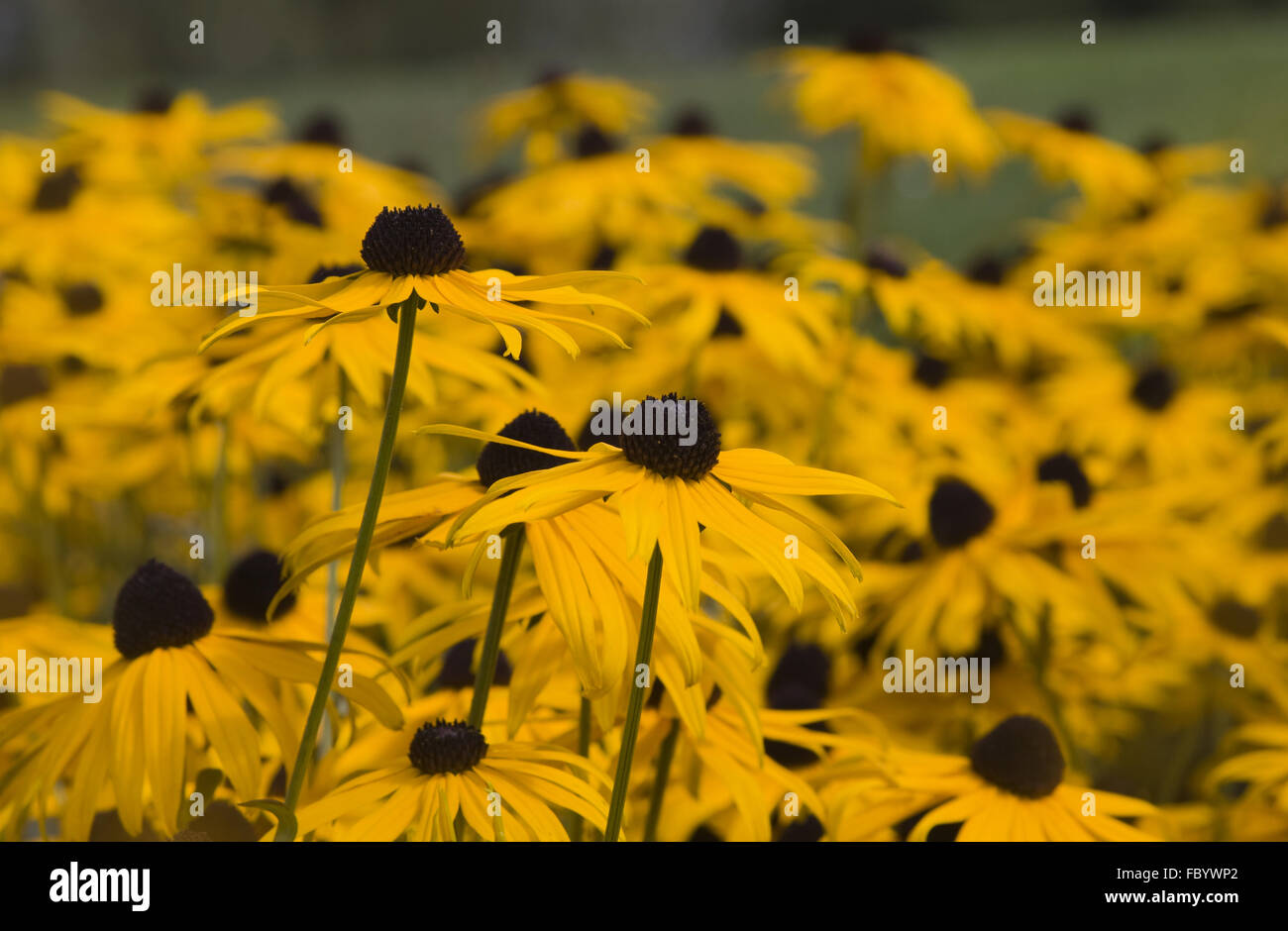 Rudbeckia fulgida Foto Stock