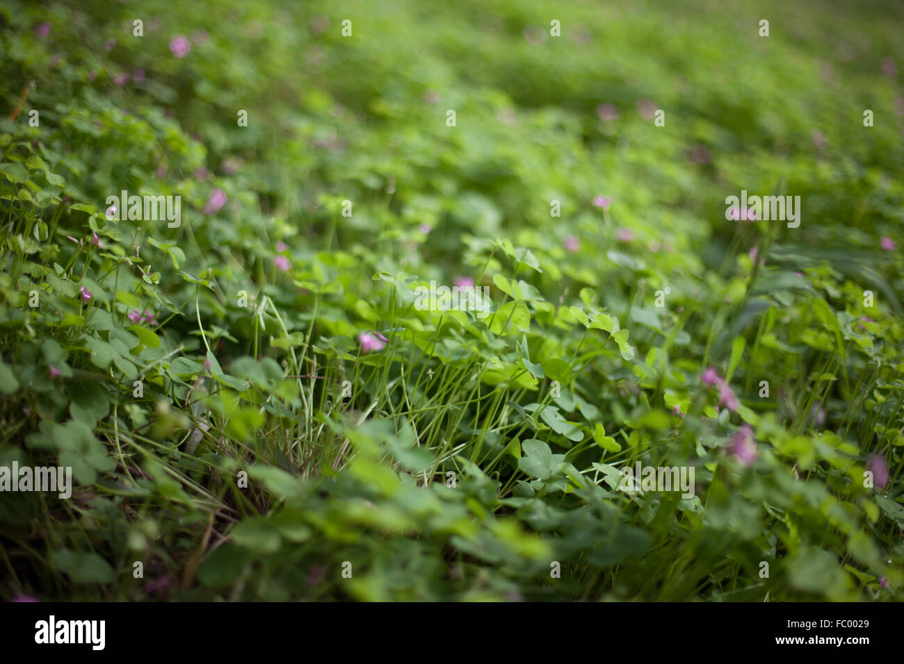 fiore Foto Stock