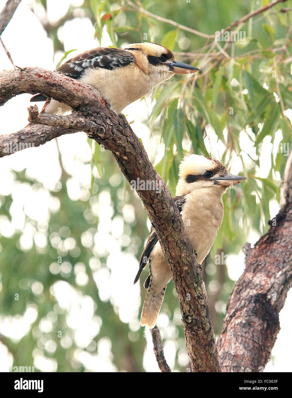 Kookaburras vicino al lago eacham, australia Foto Stock
