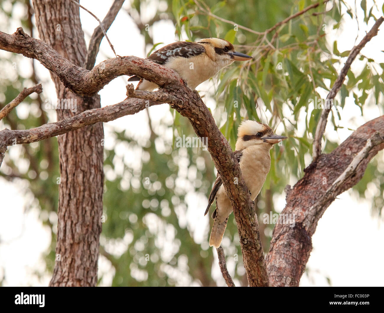 Kookaburras , vicino al lago eacham, Australia Foto Stock
