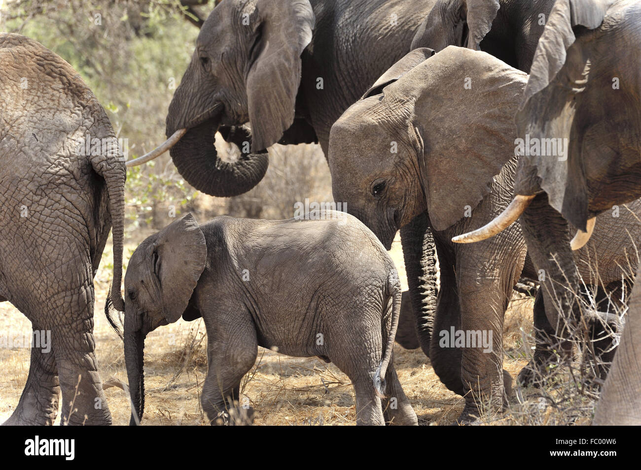 Piccolo elefante in medio della sua famiglia Foto Stock
