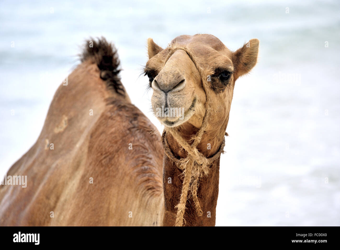 Osservante divertente cammello Foto Stock