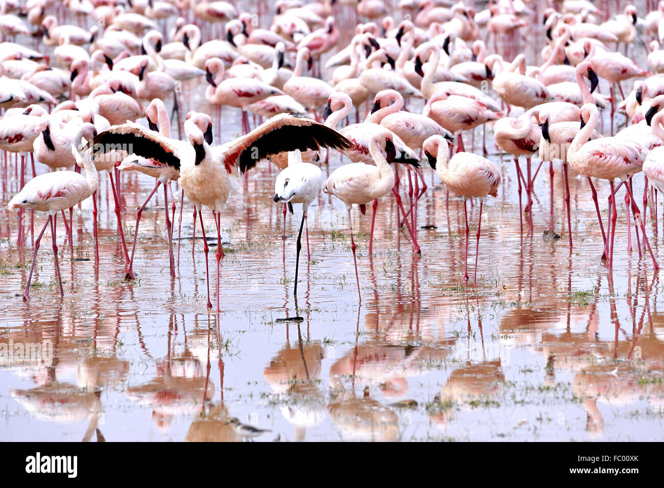 Minore pulizia Flamingo le sue piume Foto Stock