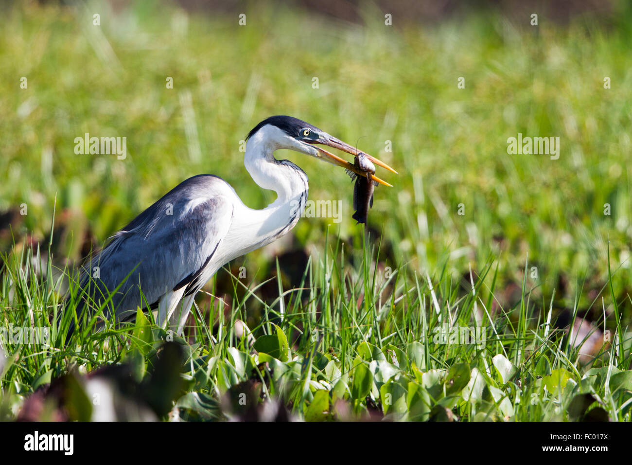 Ardea cocoi Foto Stock