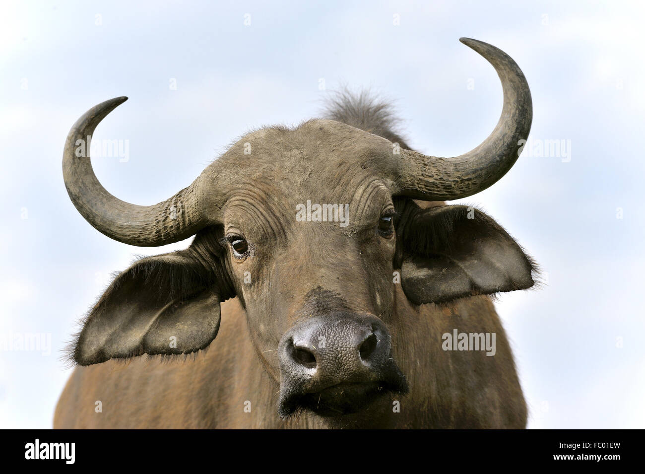 Bella faccia di un bufalo selvatico Foto Stock