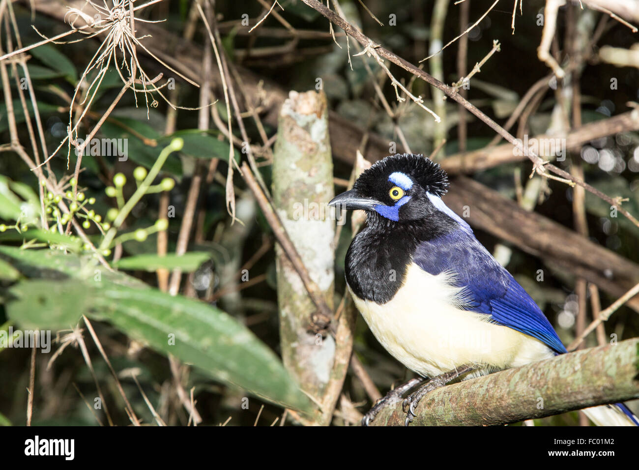 Plush-crested jay Foto Stock