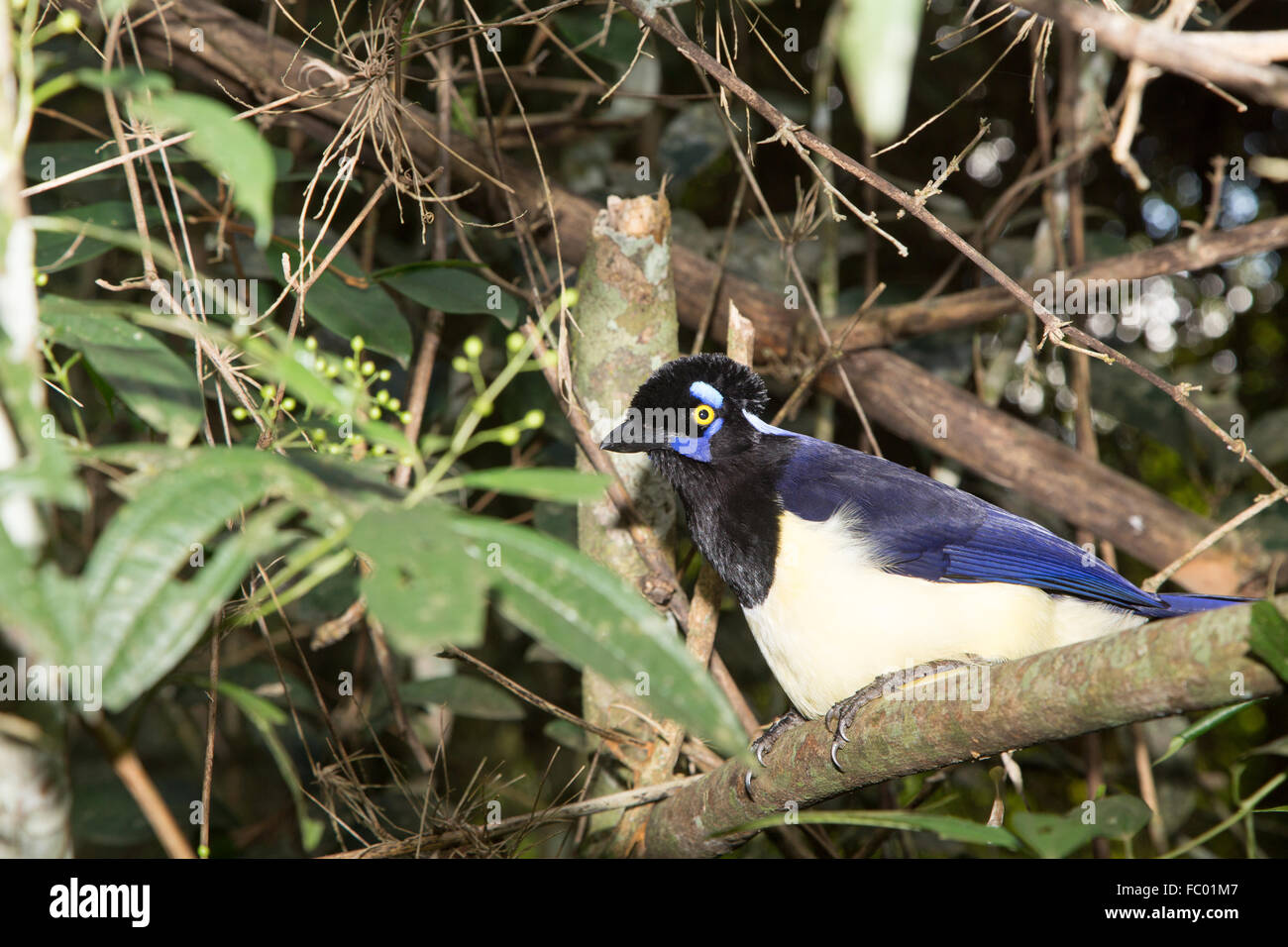 Plush-crested jay Foto Stock