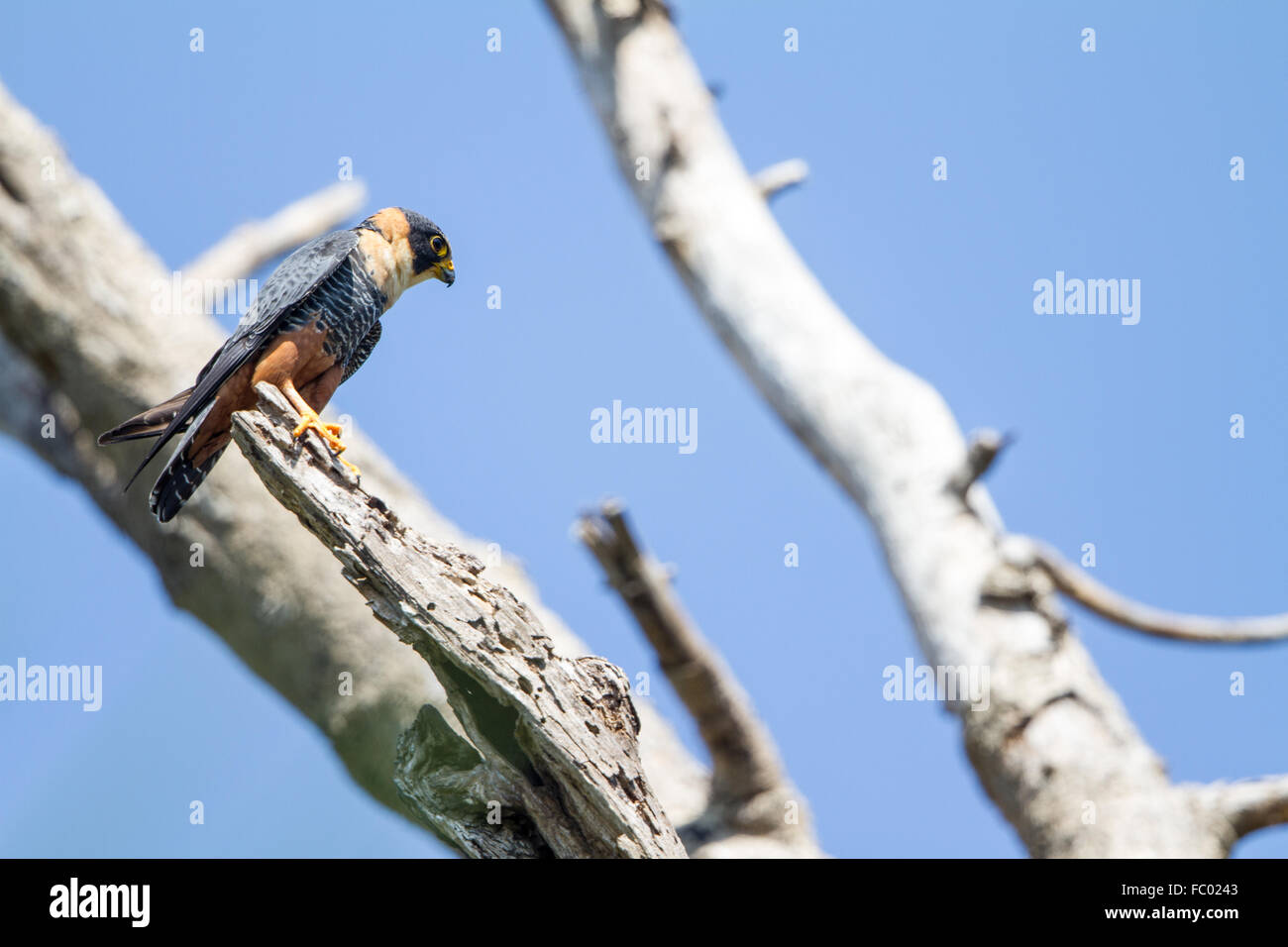 Falco dei pipistrelli Foto Stock