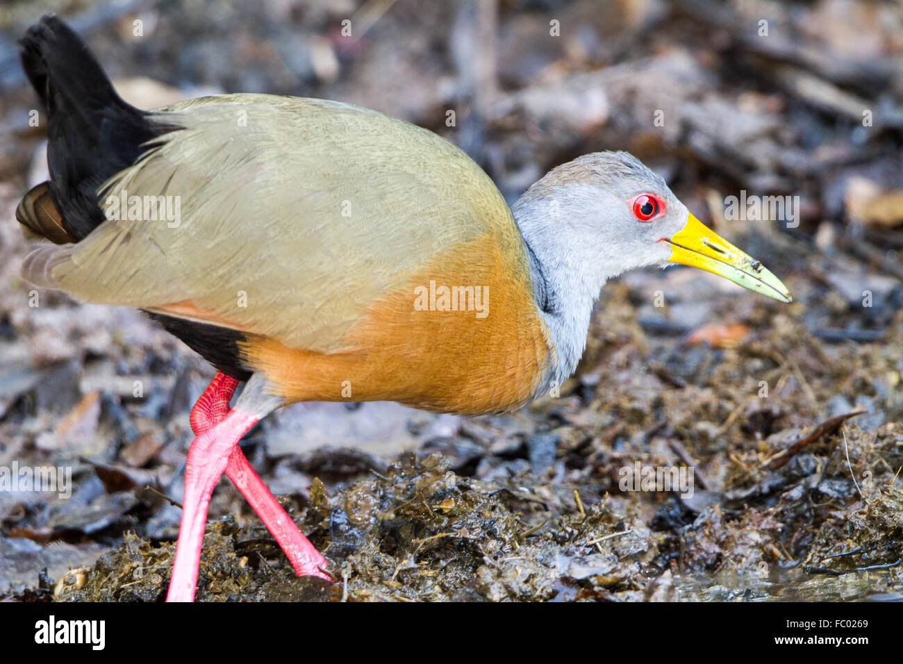 Grigio-Wood-Rail a collo alto Foto Stock
