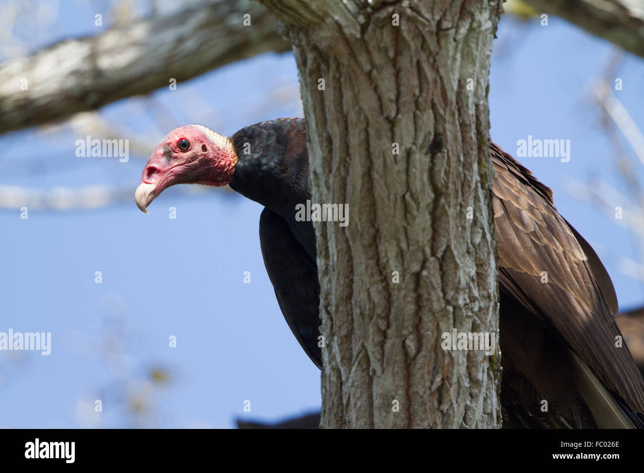Avvoltoio della Turchia Foto Stock