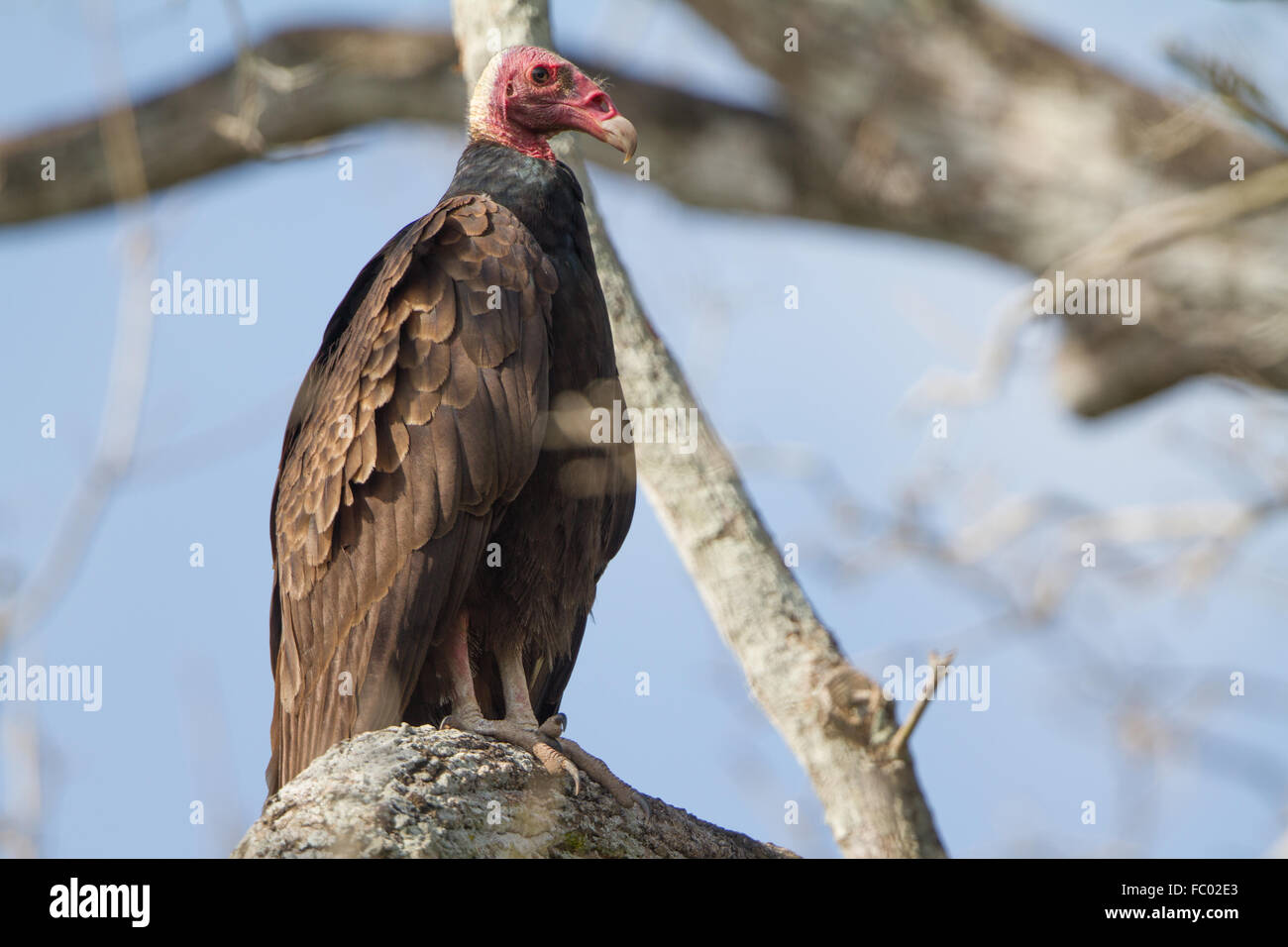 Avvoltoio della Turchia Foto Stock