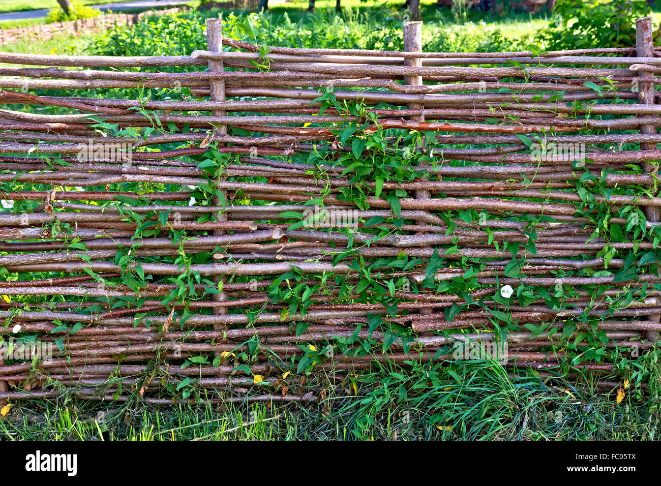 Recinzione salice di vimini con centinodia Foto Stock