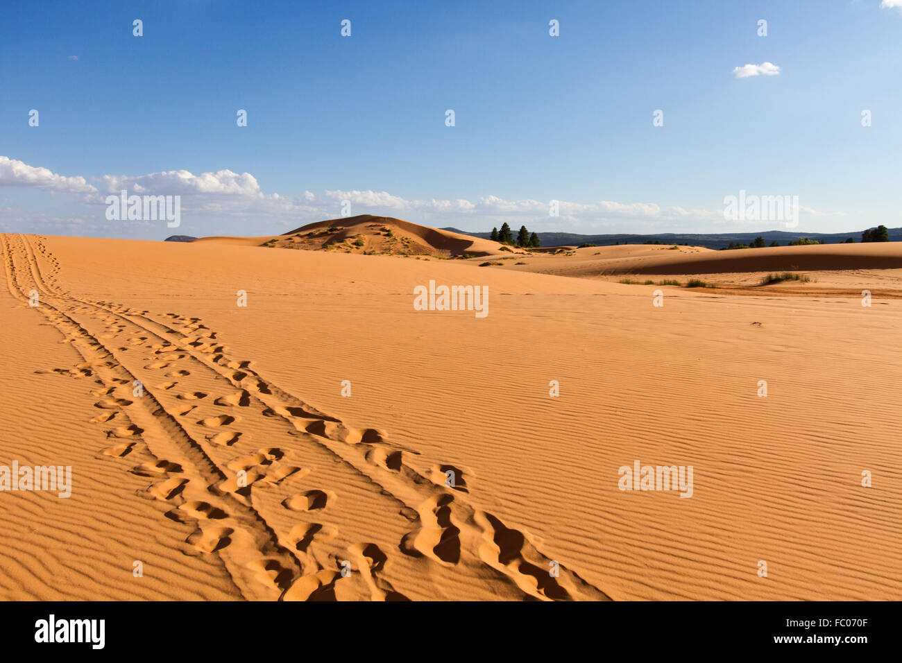 Coral Pink dune di sabbia 2 Foto Stock