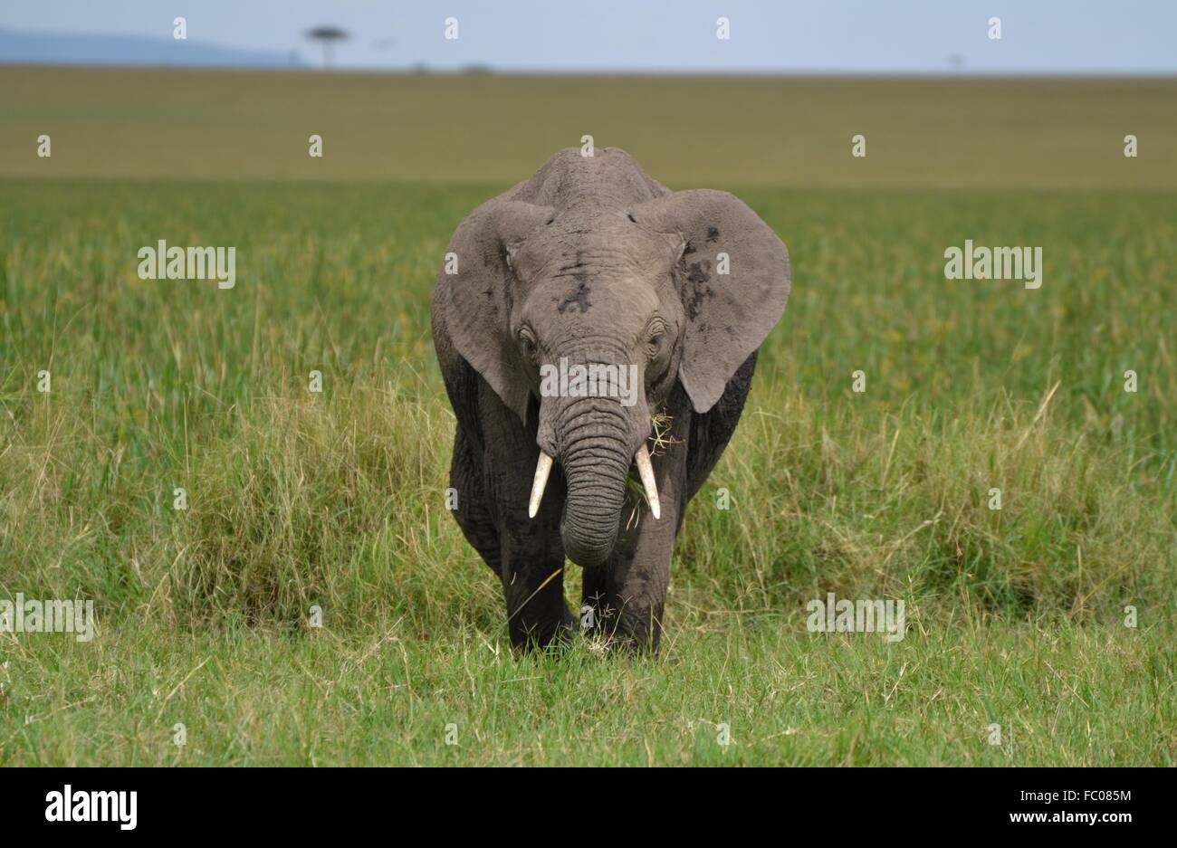 Adulto dell' elefante africano (Loxodonta africana) in Kenya il Masai Mara conservare una parte del Serengeti ecosistema. Foto Stock