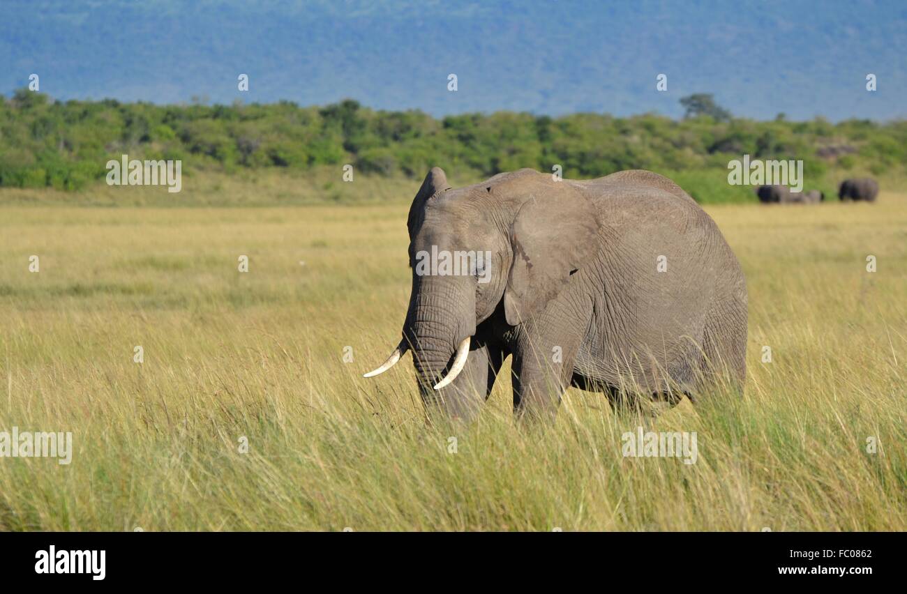 Adulto dell' elefante africano (Loxodonta africana) in Kenya il Masai Mara conservare una parte del Serengeti ecosistema. Foto Stock