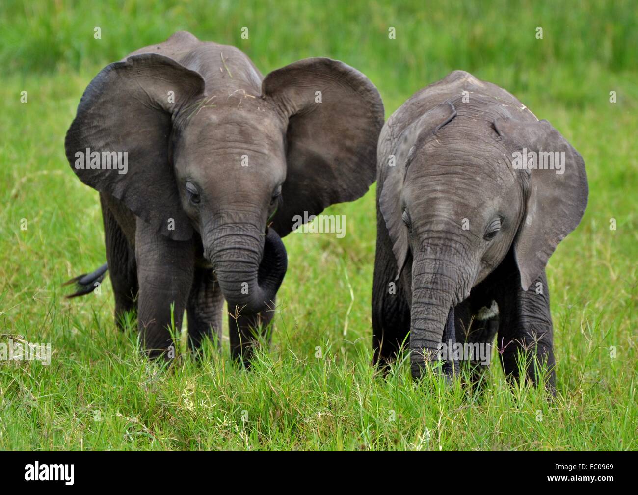 I giovani l'elefante africano (Loxodonta africana) in Kenya il Masai Mara conservare una parte del Serengeti ecosistema. Foto Stock
