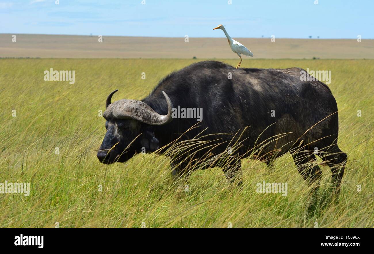 Un africano buffalo/bufali (Syncerus caffer) e una Garzetta in Kenya il Masai Mara preservare, parte dell'ecosistema del Serengeti. Foto Stock