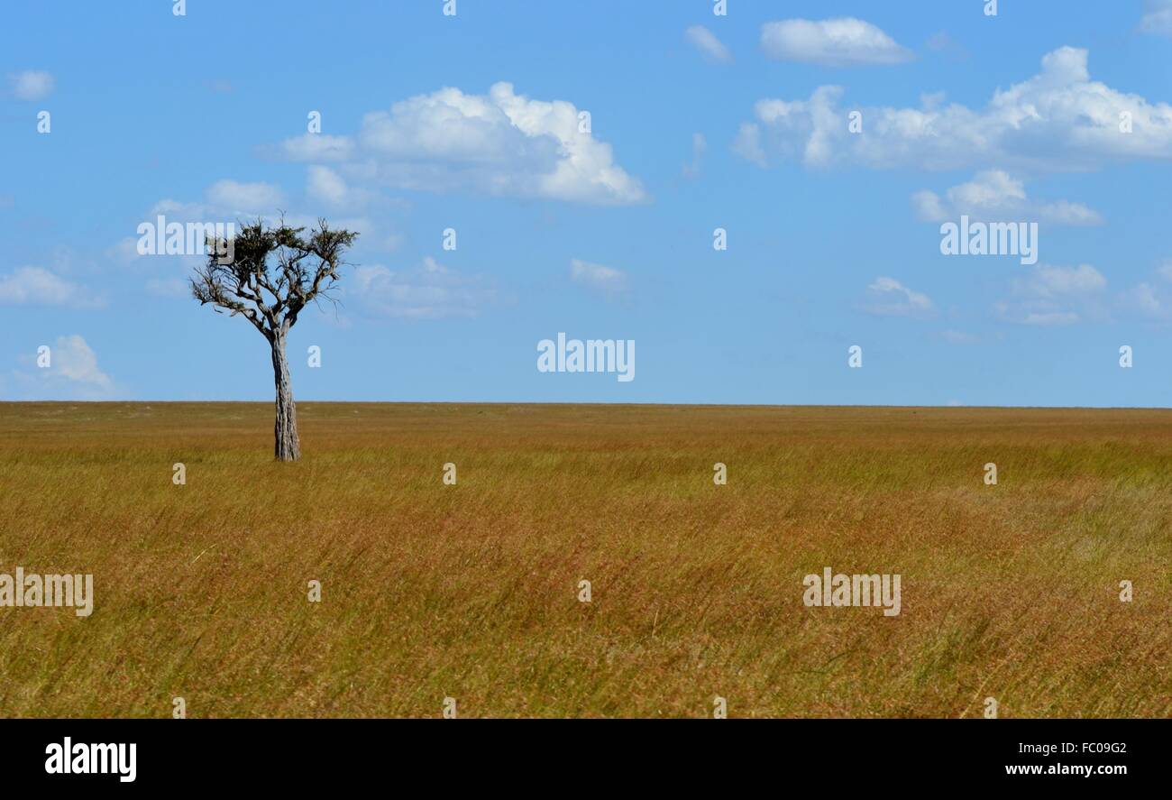 Un singolo albero sulla savana africana. Situato sul Masai Mara a preservare il Kenya, che è parte della grande Serengeti. Foto Stock