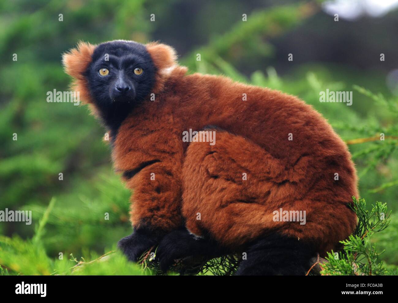 Rosso lemure Ruffed (Varecia rubra), che si trova solo sull'isola africana del Madagascar. Foto Stock