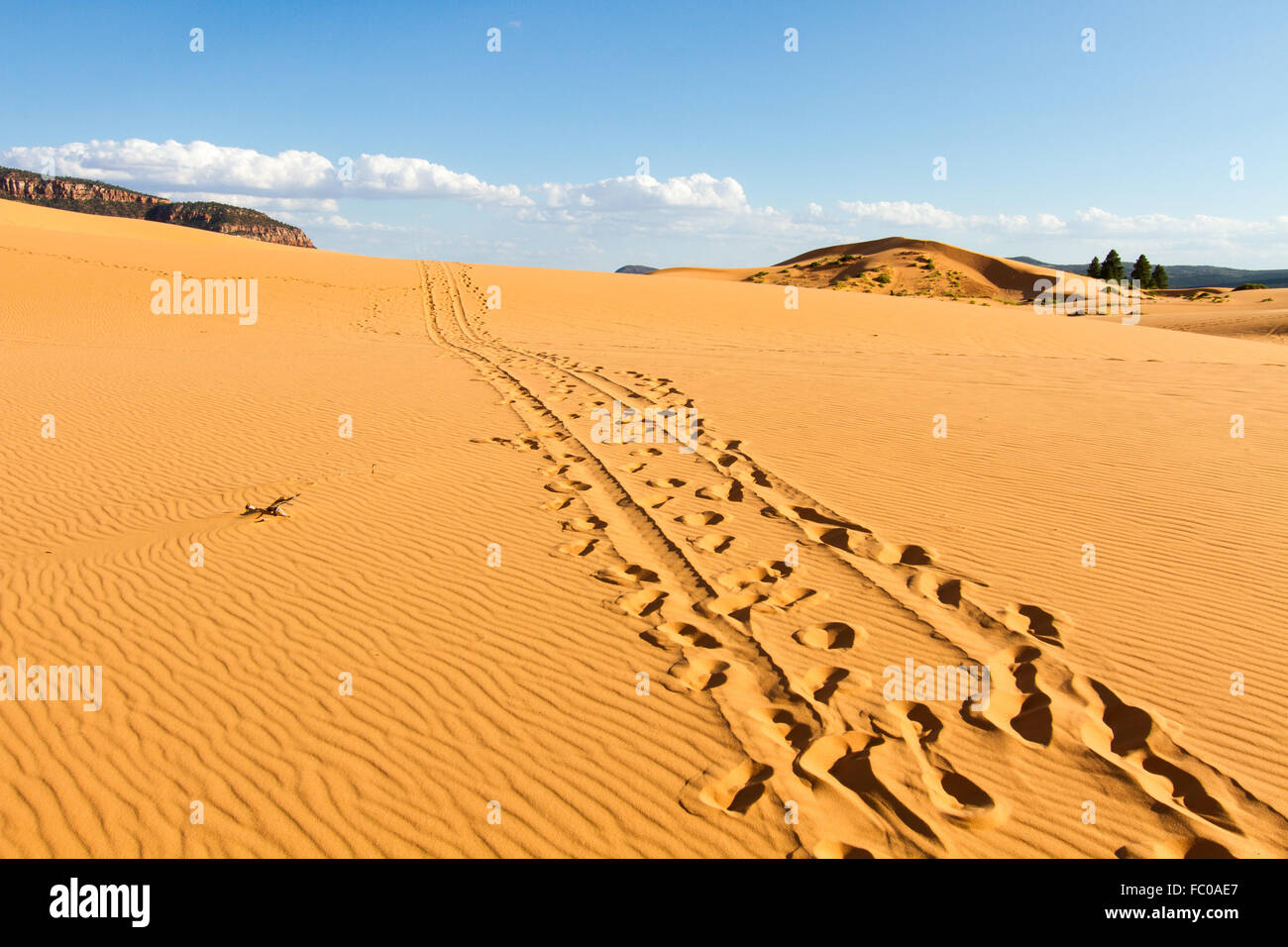 Coral Pink dune di sabbia 4 Foto Stock