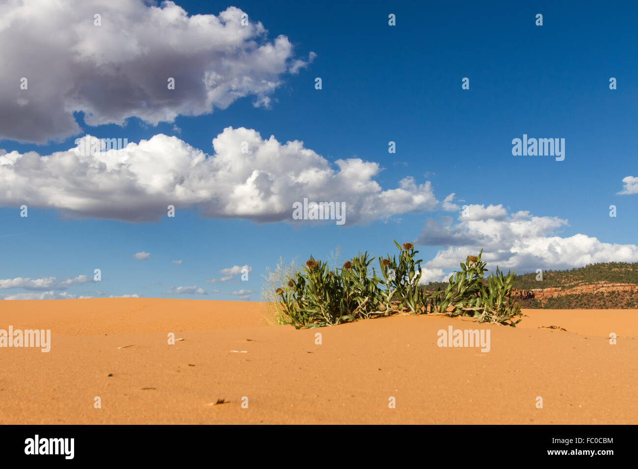 Coral Pink dune di sabbia 10 Foto Stock
