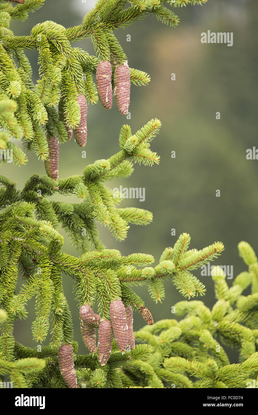 Abete, picea abies Foto Stock