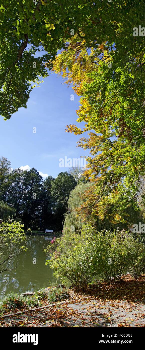 Autumnally alberi colorati in un stagno Foto Stock