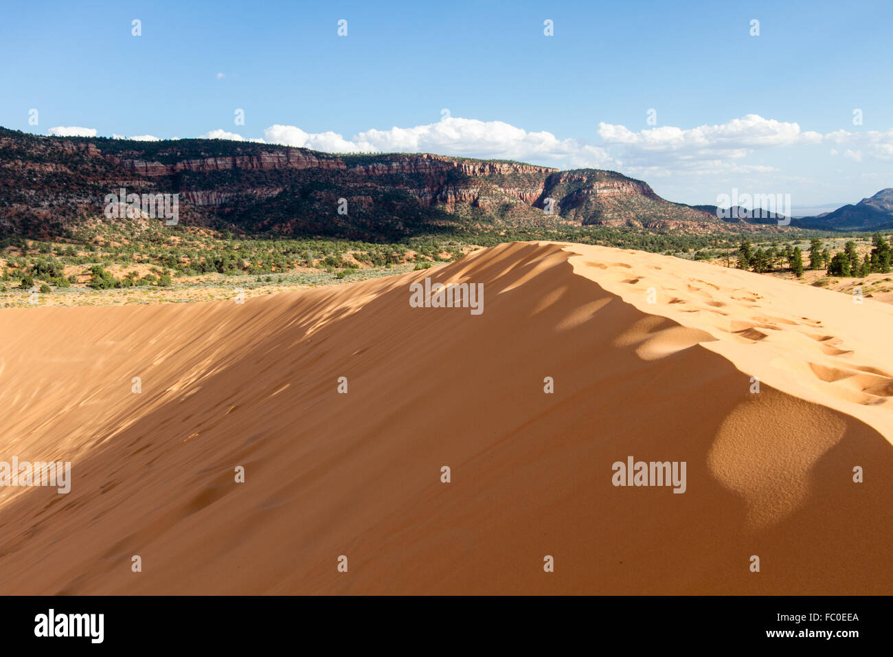 Coral Pink dune di sabbia 13 Foto Stock