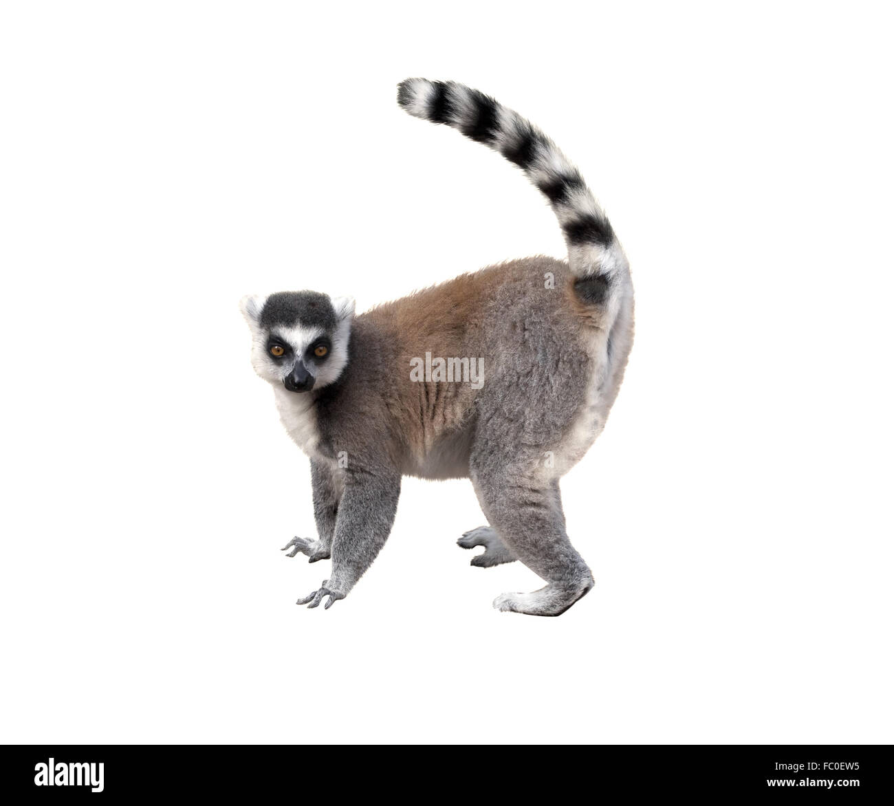 Lemure Foto Stock