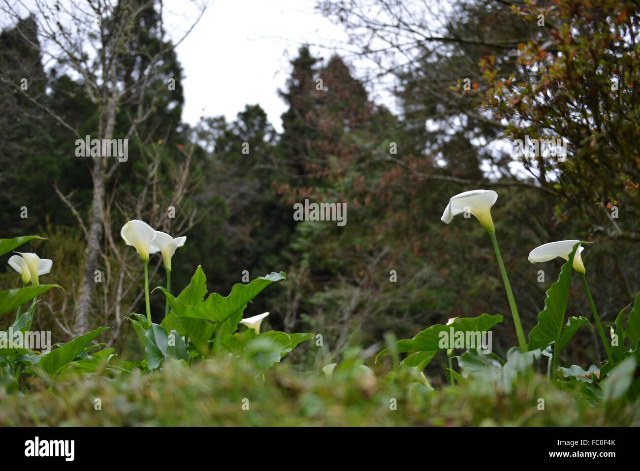 La Calla bianca Foto Stock