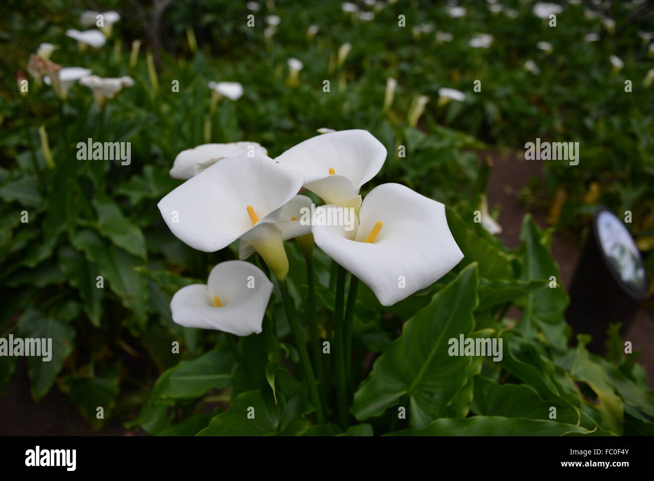 Il bianco Calla in Taiwan Foto Stock