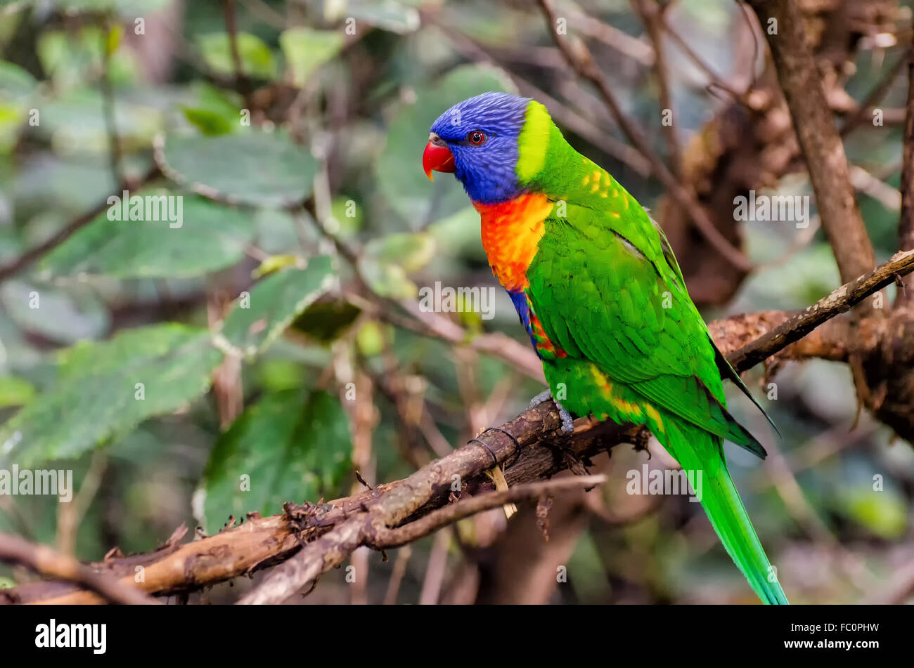 Lori Arcobaleno Foto Stock Alamy