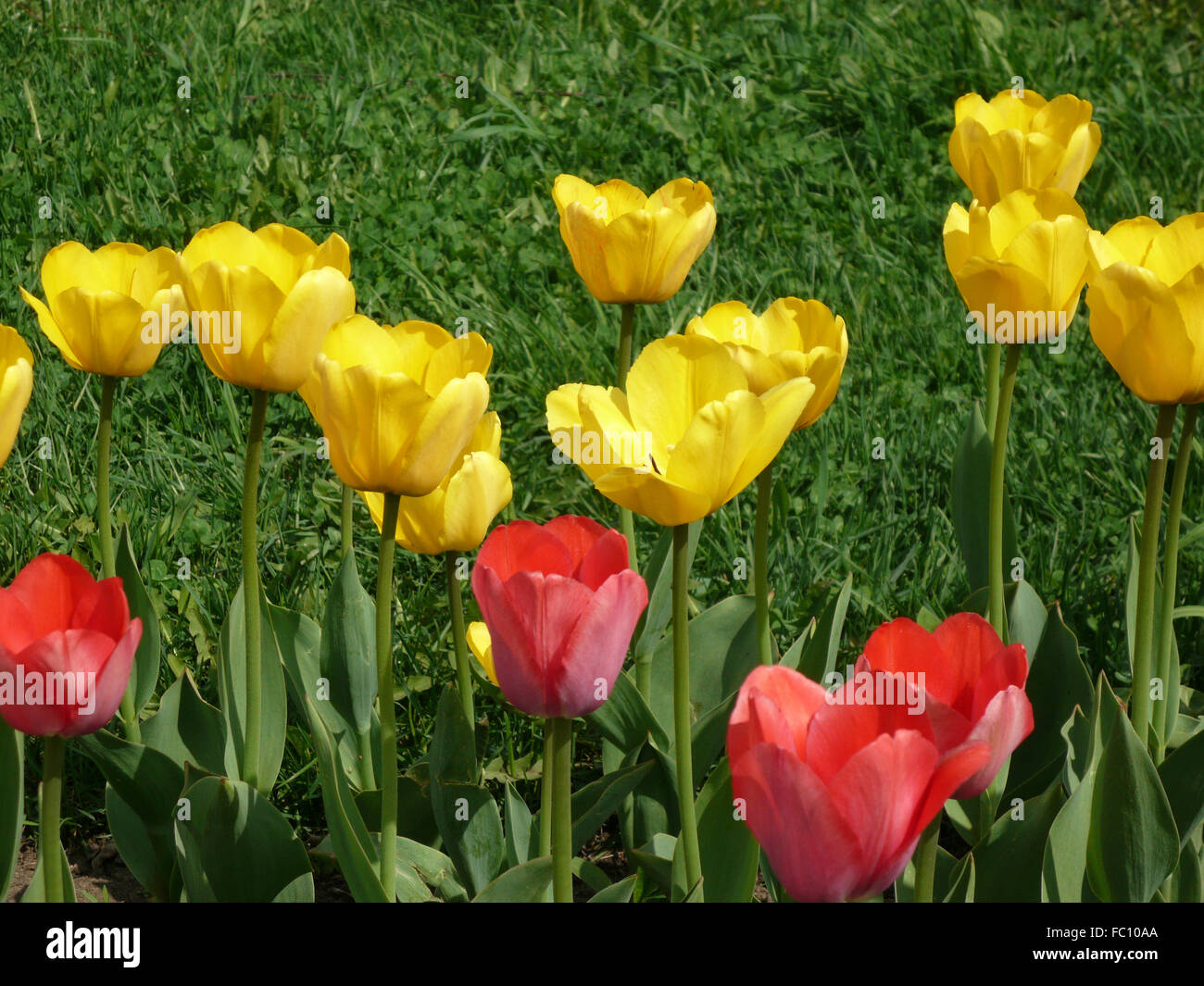 Rosso e giallo tulip al giorno di primavera Foto Stock