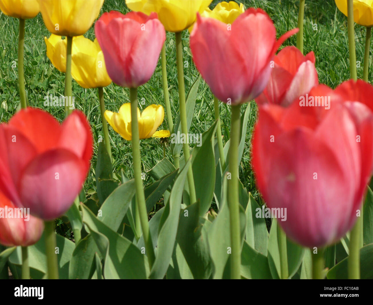 Rosso e giallo tulip a primavera sulla terra Foto Stock