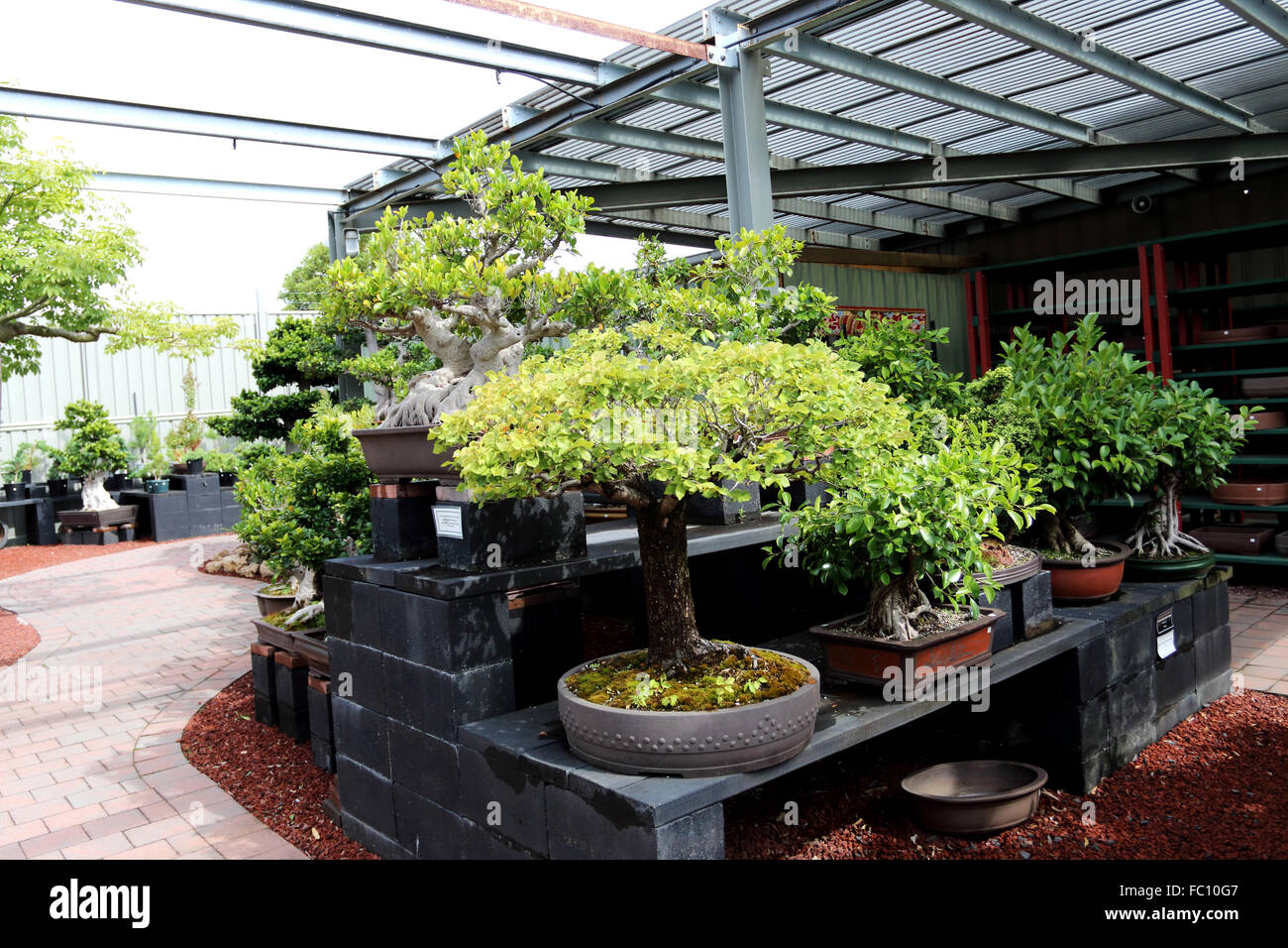 Varietà di bonsai per la vendita in un vivaio Foto Stock