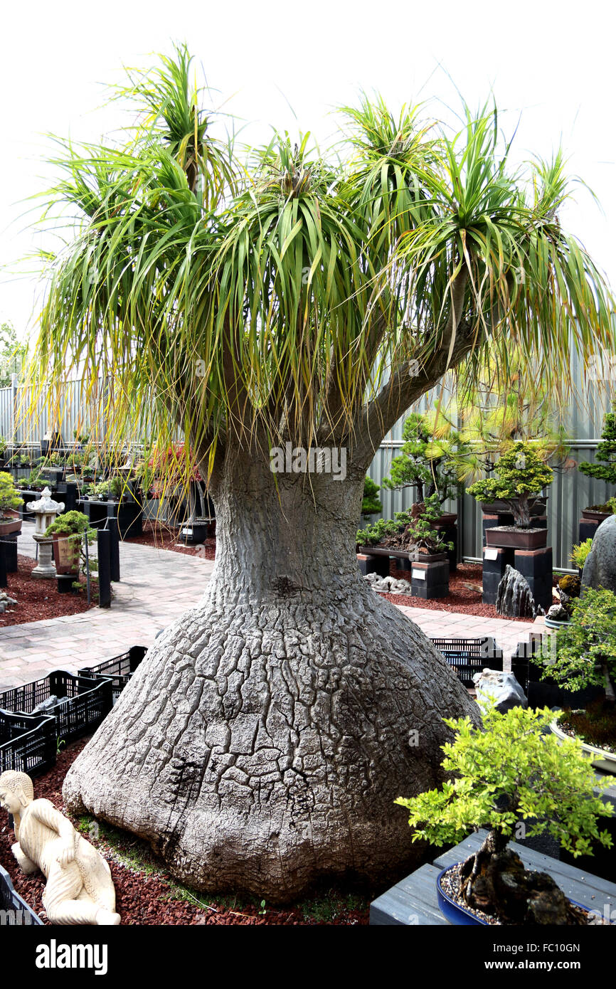 Beaucarnea Recurvata o noto come coda di cavallo Palm Foto Stock