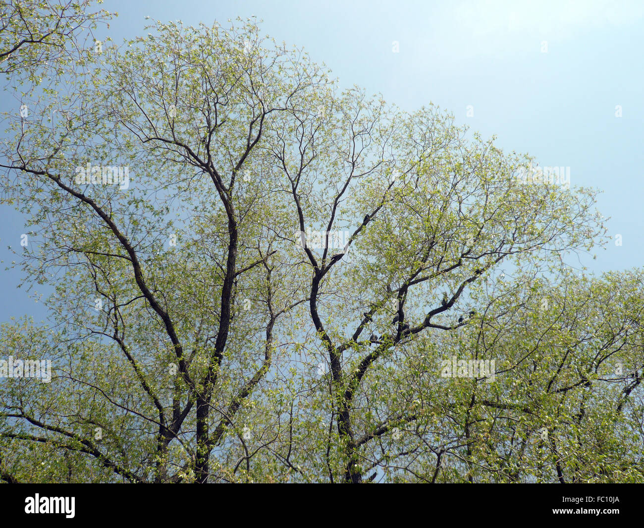 Giovani foglie su albero a molla giorno asciutto Foto Stock