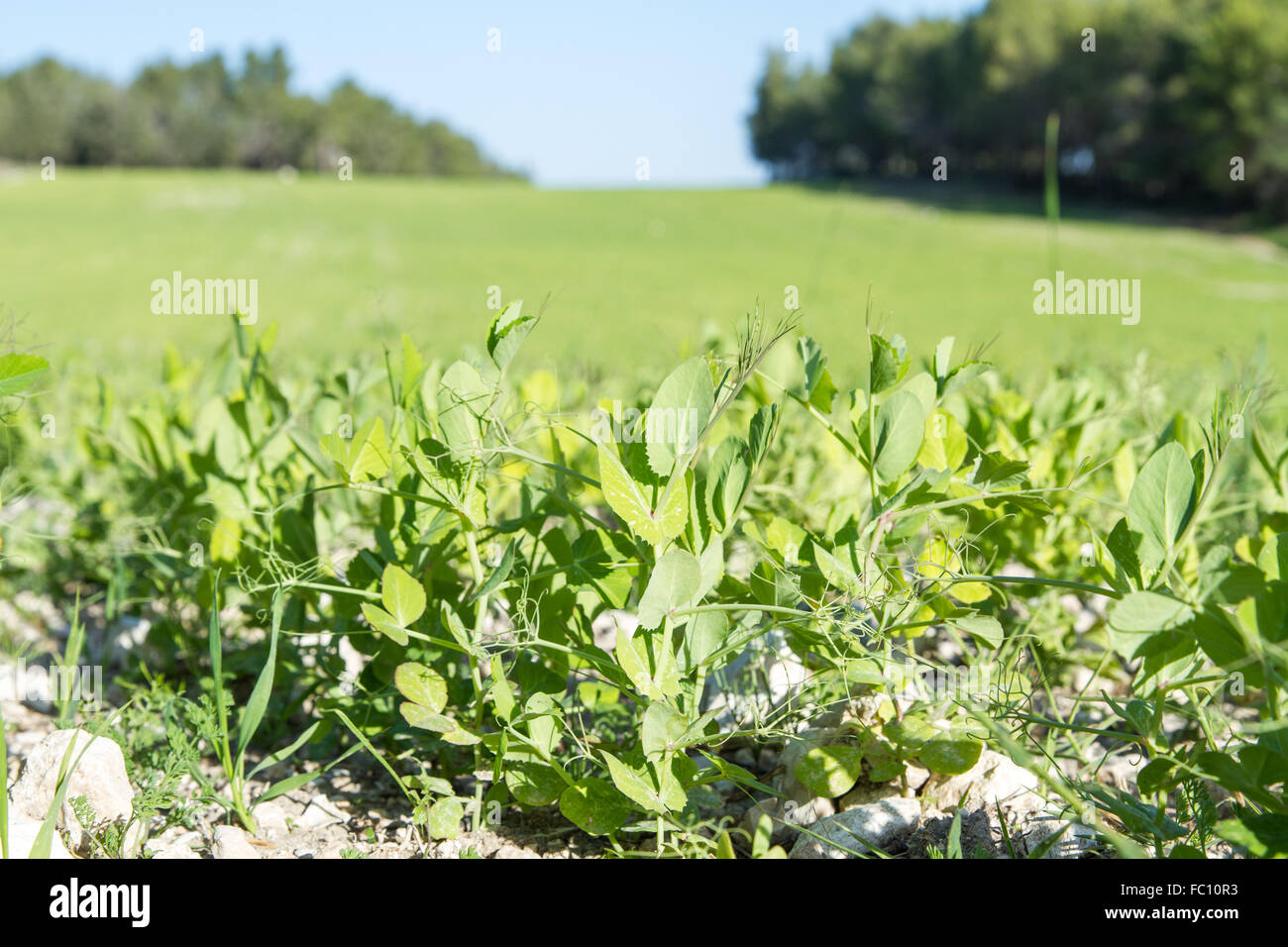 I giovani germogli di legumi. Foto Stock